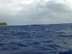 le sommet de ... la baleine